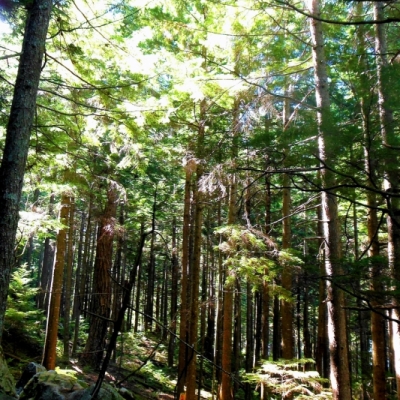 foret_magique_3c.jpg