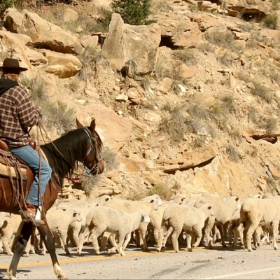 mouton_et_cowboy.jpg