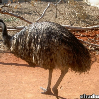 faune_emeu1.jpg