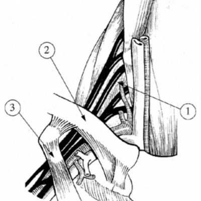 sofcot_66_art4_ill1.jpg